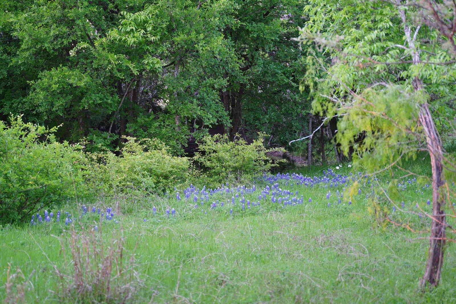 Bluebonnets at Upper Pond April 11,2025
