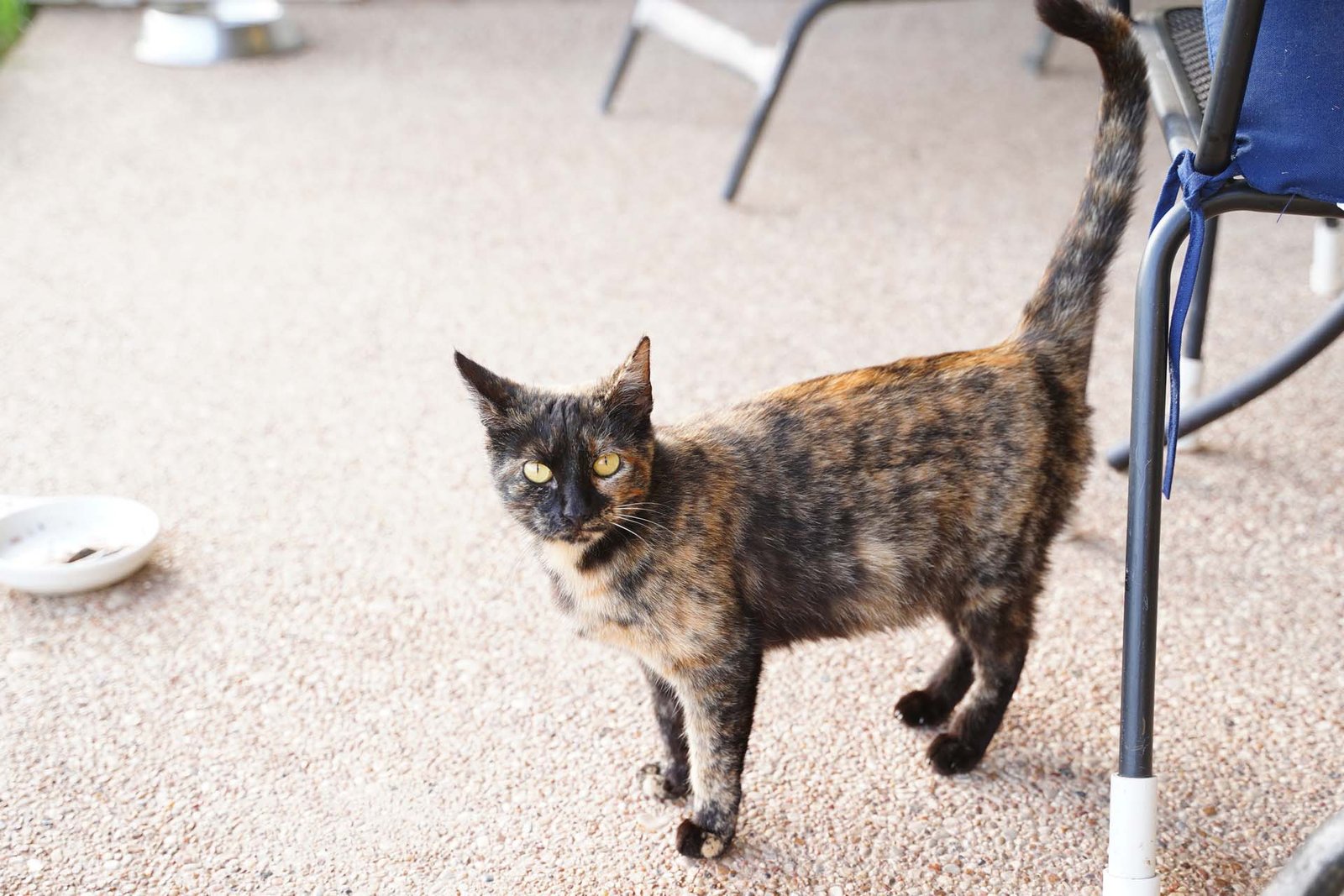 No-Name Feral Stray Cat